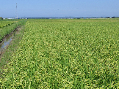 IKi4748田んぼの様子